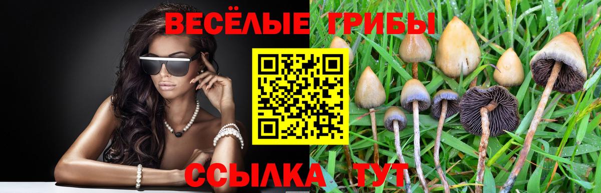 Прохладный  Псилоцибиновые грибы GOLDEN TEACHER  Вход с VPN 